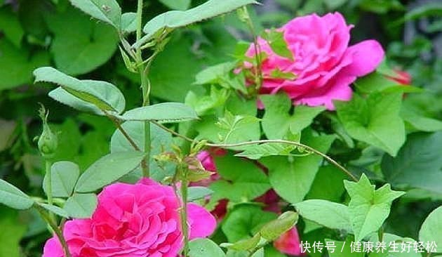 月季花扦插只需要做到这几点就好了，生根发芽超级快！