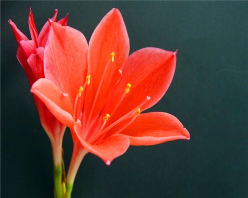 兰花科|紫根兰如何养爆盆教你3个养护紫根兰的小妙招，别说没提醒