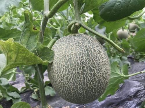  “最贵”的4种水果