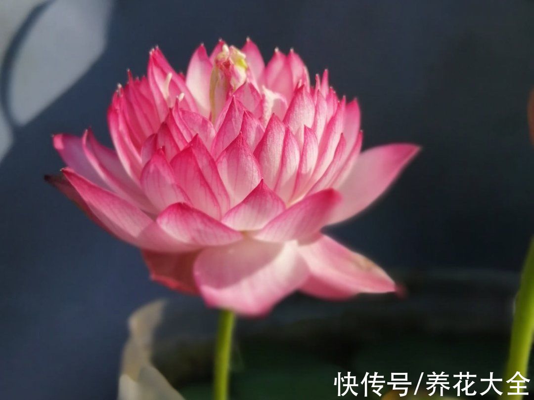 50种花春天播种,长满小院子,能开一整年