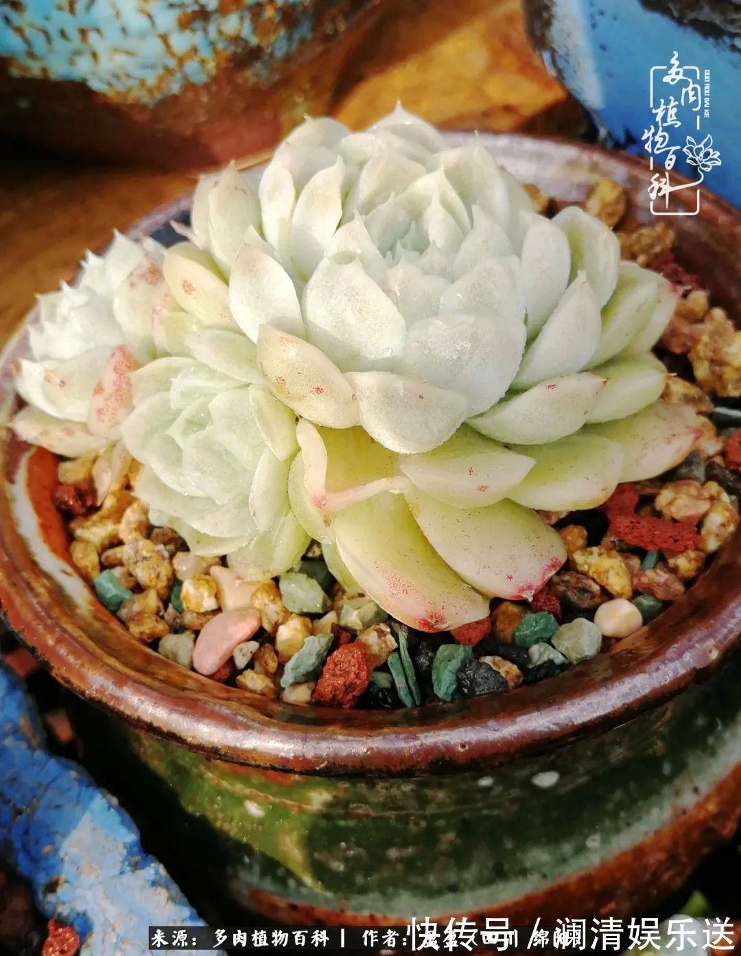 草木|一定要爱着点什么，恰是草木对光阴的柔情！