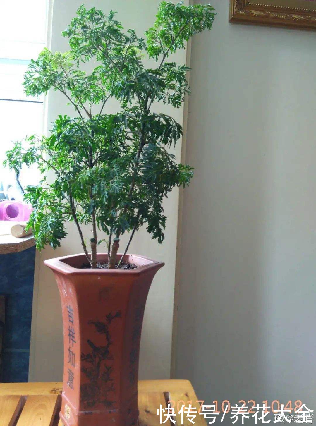 选耐阴花看看这5样，养家里寓意好，阴暗处也照样开花