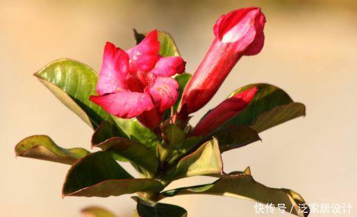 几款花卉，花艳易爆盆开花一茬茬，花朵娇艳美丽