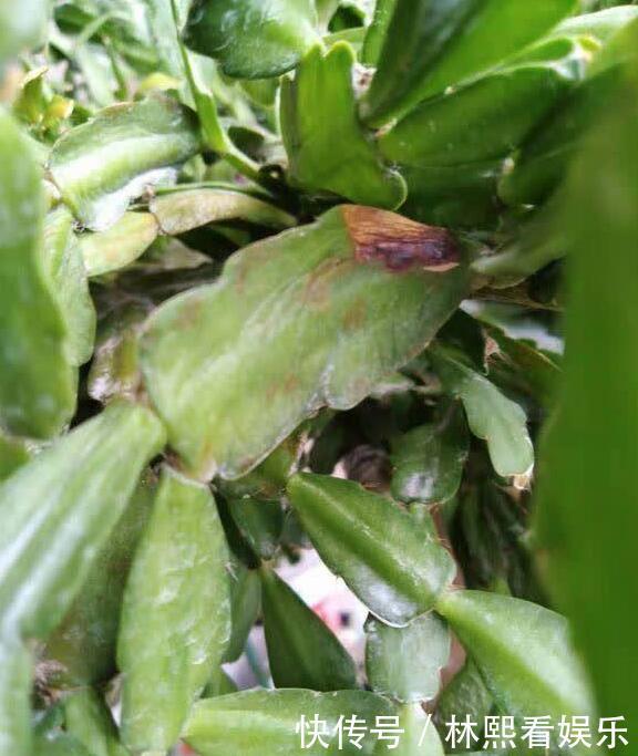 施肥|秋季蟹爪兰根茎腐烂开花少教你“2法”，蟹爪兰一年最少开花3次