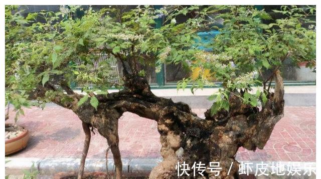 黄荆树|山上2种“树疙瘩”,烧火都嫌弃,园艺大师却高价收,再丑都要