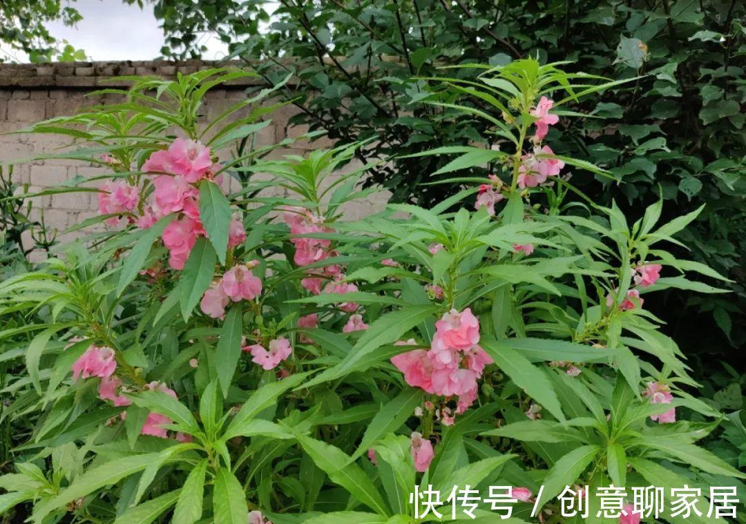 凤仙花|10种花开完不要剪，等20天之后，1盆变多盆