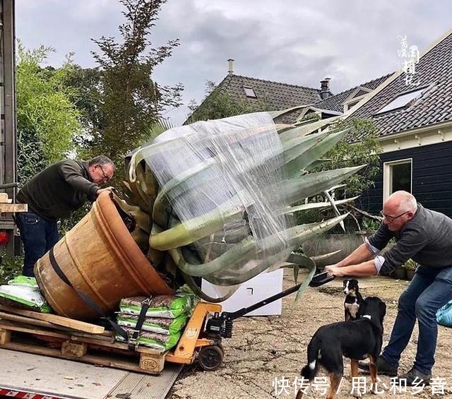 原以为龙舌兰是小家碧玉,没想到竟然可以长这么高!