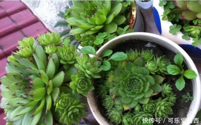 小花头|观音莲照这个方法养护,小花头冒不完,太壮观了!