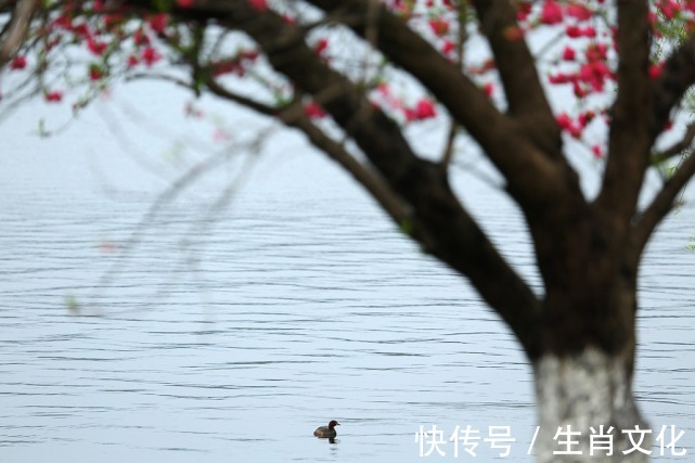 事业|哪几个生肖的人，12月锦鲤翻身，事业财运俱佳，一路顺风顺水！