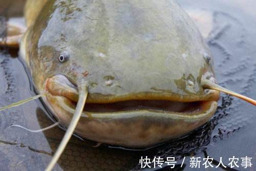 垂钓高光时刻，湖北男子野钓收获巨型鲶鱼，直接躺在地上当参照物