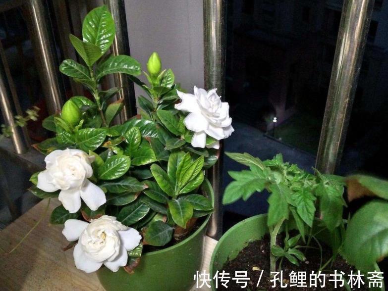 花芽|8月盆栽栀子花,4点打理到位,植株呼呼往外冒花苞