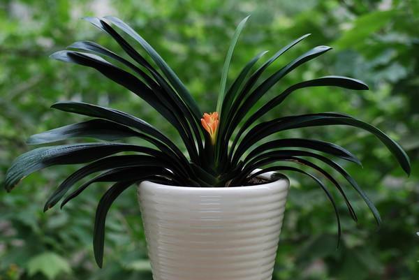 君子兰吃点“补药”，半个月看花箭蹿出来，还能预防烂根