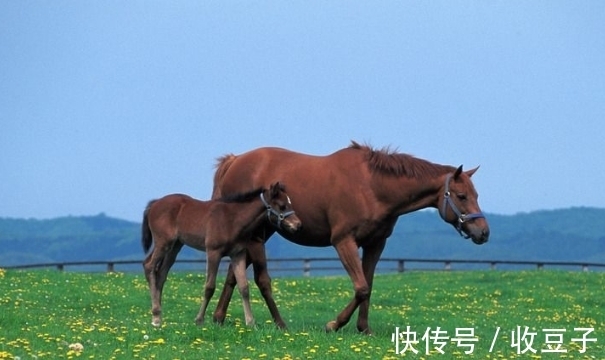 生肖|属狗人难找对象？这些生肖才是天作之合，琴瑟和鸣，婚姻幸福美满