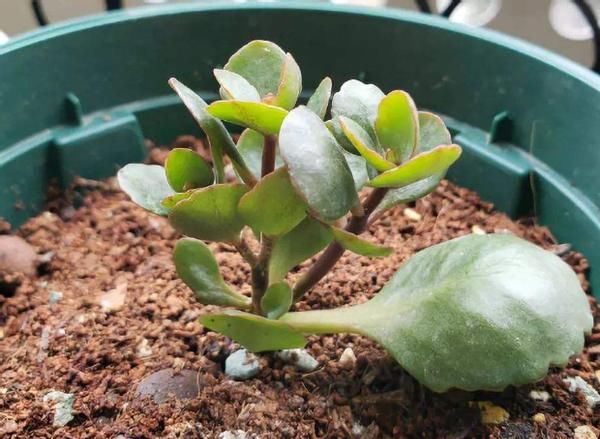 养花不能光靠“控水”预防烂根，从这几方面综合把控才能解决