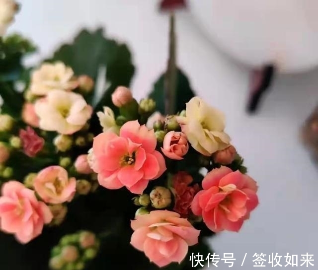 发黄|20种花卉的20个常见问题,养花人必看