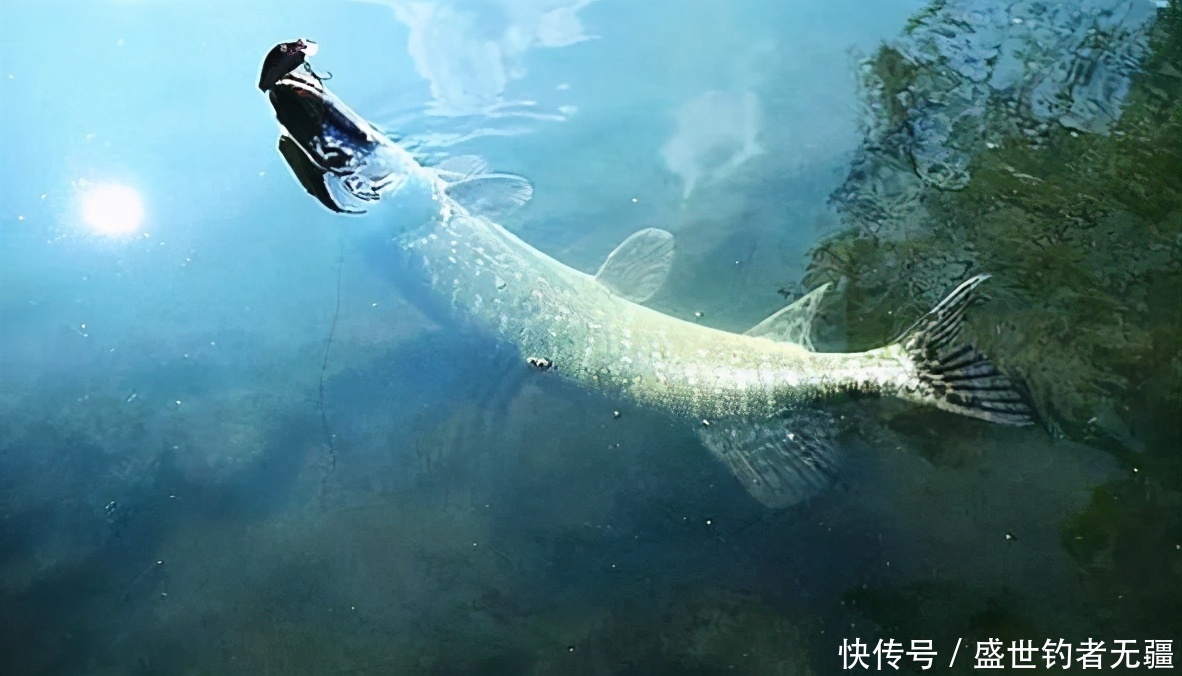 提竿不是跑鱼就是被切线,老钓手教你小妙招——盛世三渔