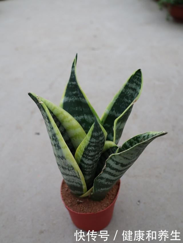 4种花就得种小花盆里,盆越大、越挤,花才能长得好!