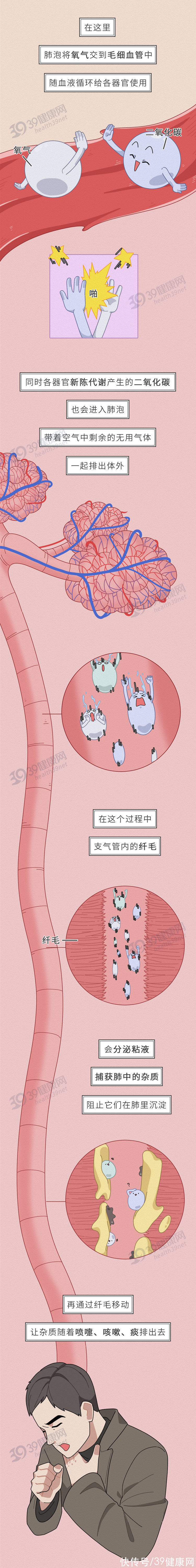 北京教育学院|中国人的肺，是如何一步步“坏”掉的？这些养肺的方法很科学