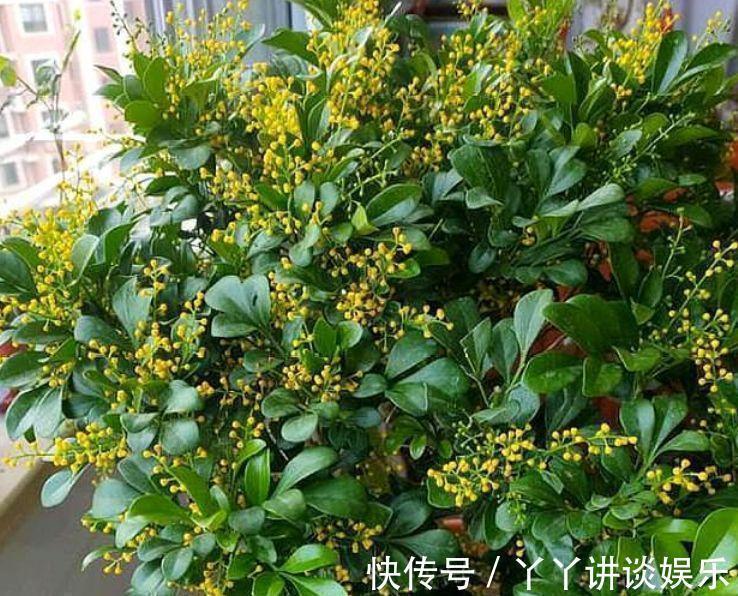 米兰花米兰花|4种花好养又漂亮，花朵大花期长，花朵迷人，阵阵花香