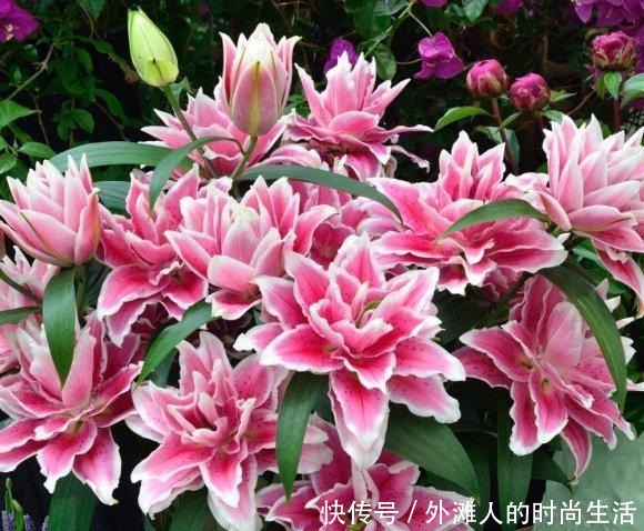 几个“洋葱球”，埋在花盆里，长出8朵百合花，开完花还能吃