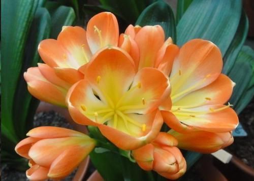 花盆|往君子兰花盆里丢一点这个,叶子又绿又亮,一年开花两次