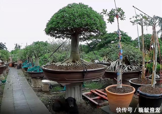 观赏价值|沙漠玫瑰怎么养沙漠玫瑰盆栽的养殖方法和注意事项