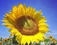 50种植物花语,不要再傻傻送错花了