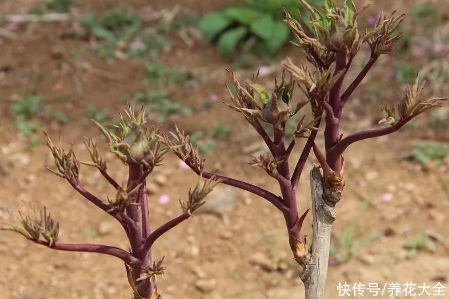 带花芽的枝条不能修剪，未来全是花苞，一剪就亏了
