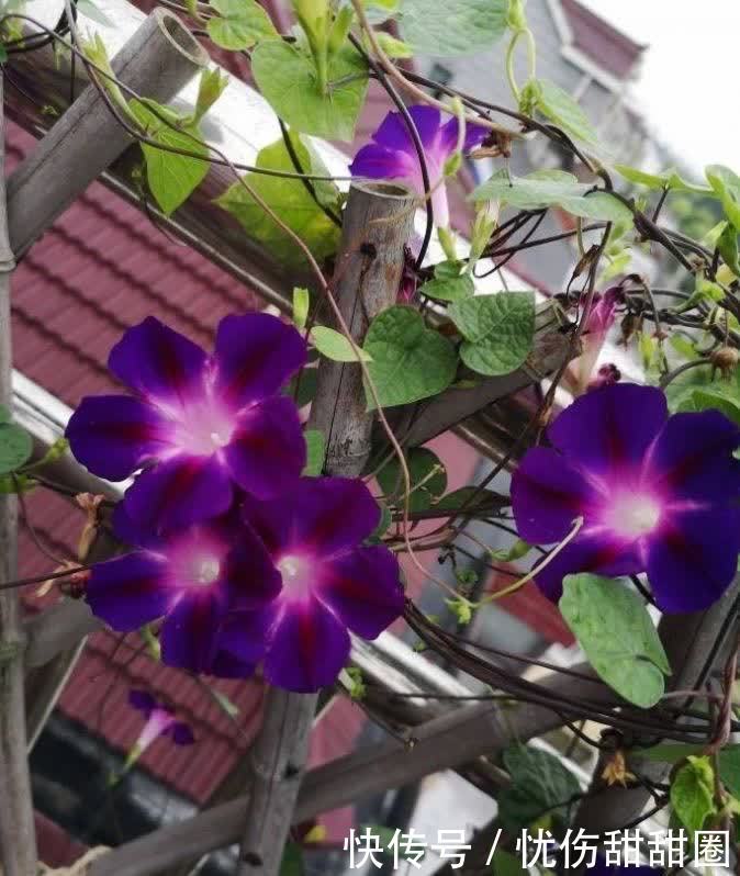 春天就养这2种花，一盆可以开一整个阳台的花儿，漂亮清新