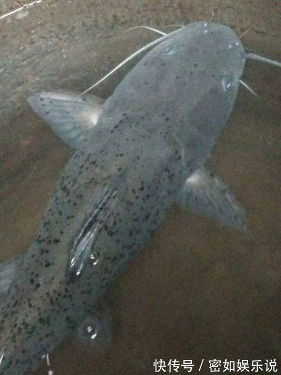 鲿科|重庆山里的奇鱼，随山洪而出现，钓鱼人称它“小黄龙”