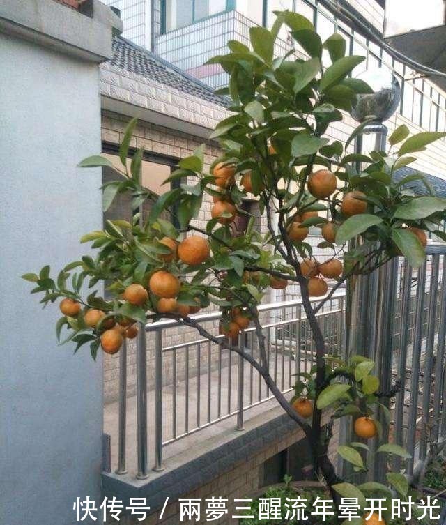 2种“水果”,特别好种,阳台养1盆,果子甜又多,好吃又营养