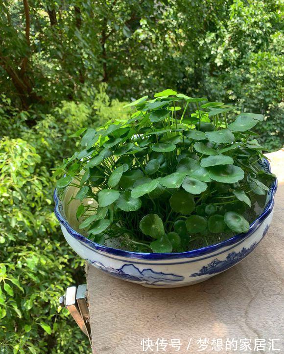 客厅|耐阴的5种绿植,放在客厅,卫生间,北向窗台,都能养得很好!