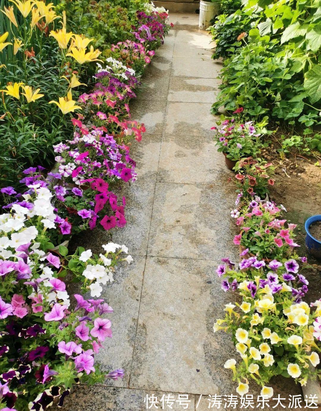 70岁老妈,一天也闲不住,院子里种满了花!