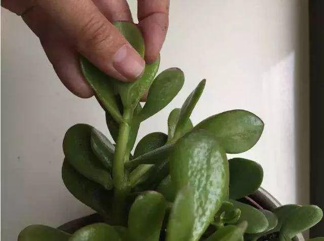 6种寓意好的花,剪根枝就能活,年年爆盆不操心!