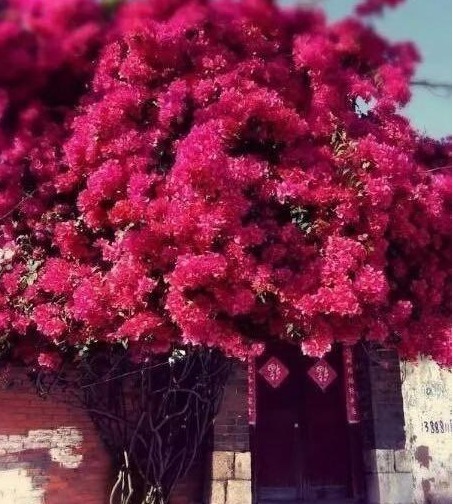 院子再小别空着!此花浇水就开花,花开200天,比月季美10倍