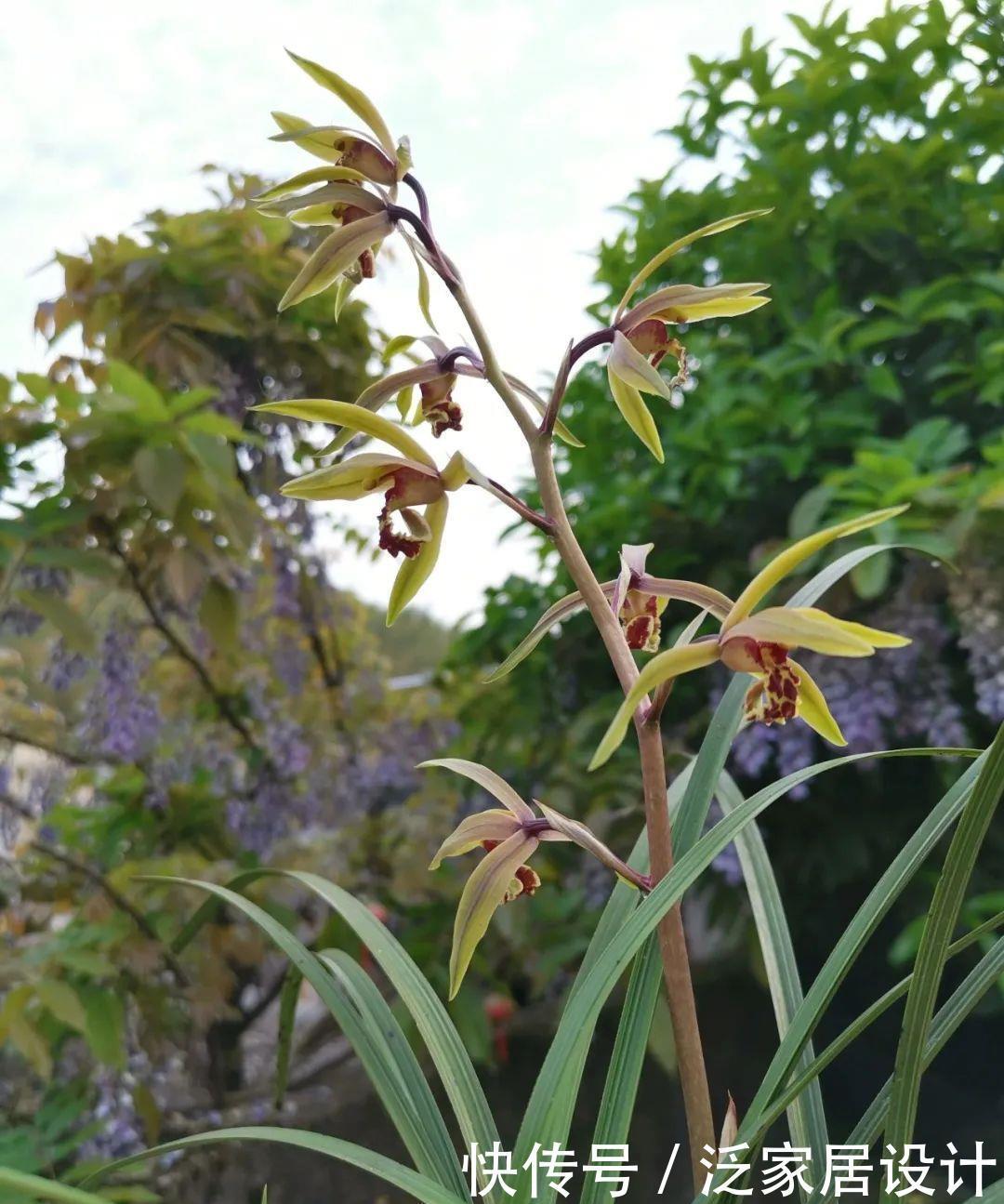 兰花快速生根有诀窍吗？兰友：照这4步操作，30天内就长新根