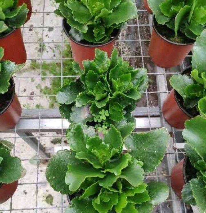 长寿花黄叶子怎么办?两个方法,叶墨绿花开得很灿烂