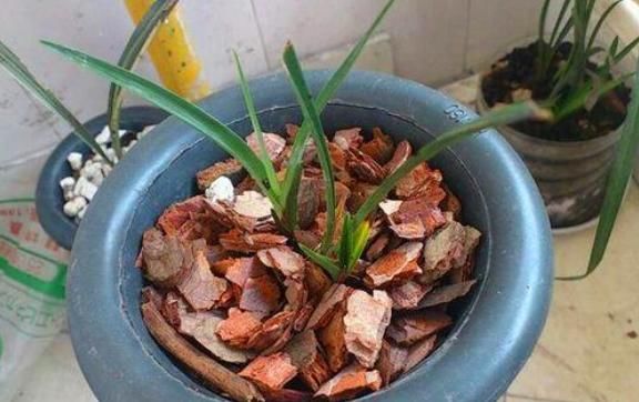 别说石竹不好养,只要把“1种东西”埋入土里,不久就会爆盆满