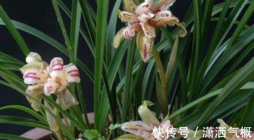 冬天给兰花晒太阳,了解掌握2个要点,长势旺开花美,新手来学学