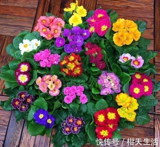 养花就养这几款，全年开花不停，花型圆滚惹人爱，值得拥有