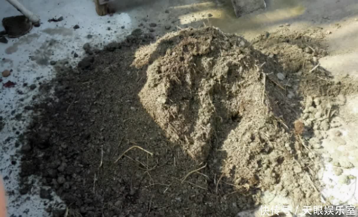 养花用了哪些土壤要早点换掉,旧土该怎么处理好?