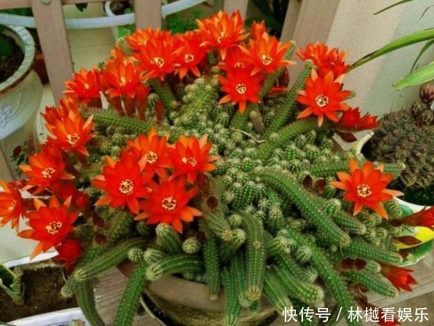 花农养花为啥成本这么低学会用小苏打,几十盆都花不了2块钱