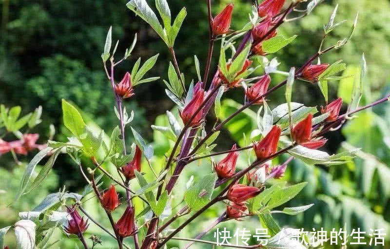 养颜|此花有玫瑰茄的称号,是极品养颜神品,营养价值丰富