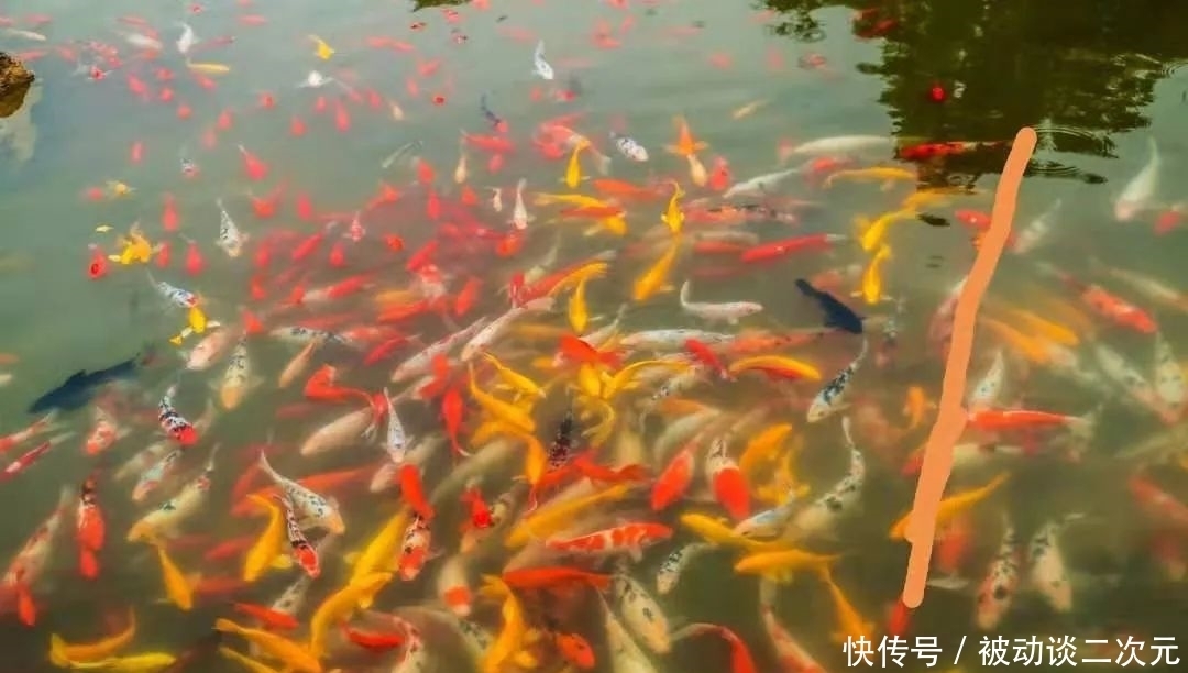 郑州电专|郑州电专“练习生”正式出道!