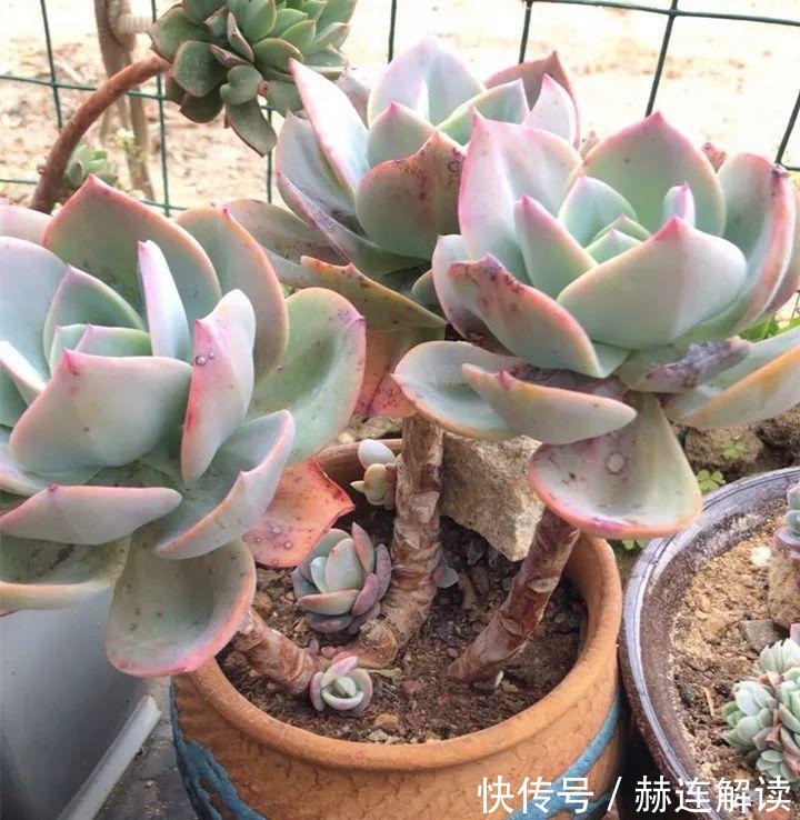 艾伦|姐姐养了9年的多肉,没有买肥就用它,个个长成精!