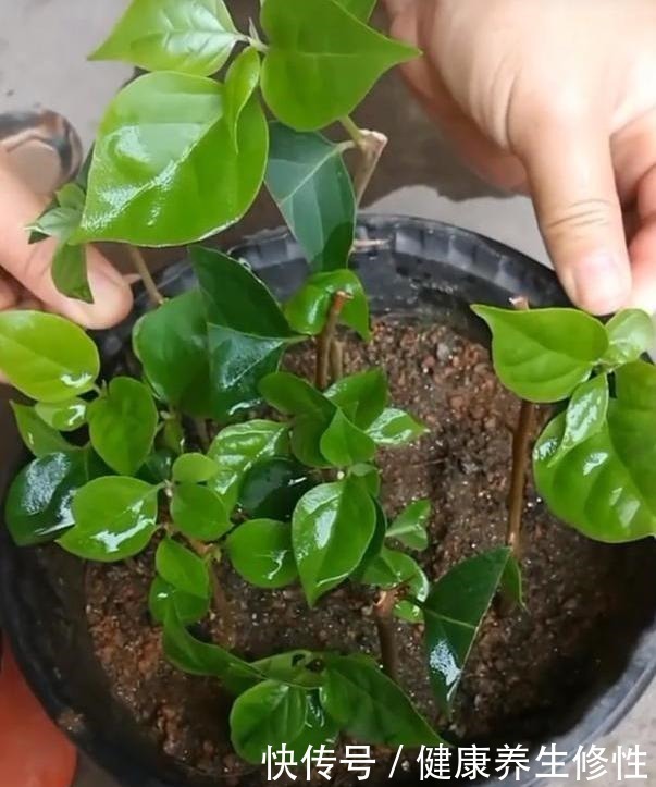 成活率|三角梅换盆套个“方便袋”,怎么折腾都不黄,成活率百分百!