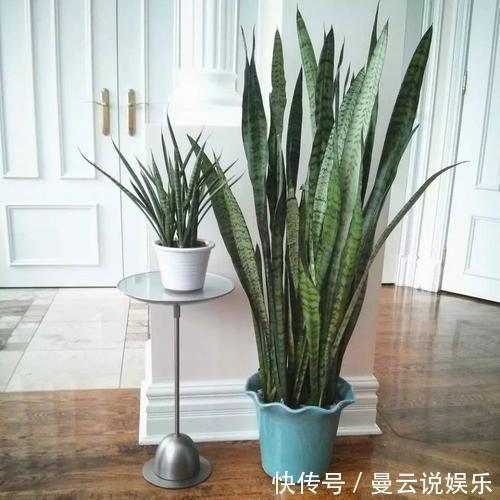 这几种花“花期”长,一开就是几个月,别人看了以为是假花