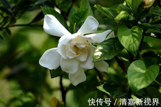 养分|栀子花、杜鹃花“花苞”呼呼掉，都是土壤惹的祸，教你几招能恢复