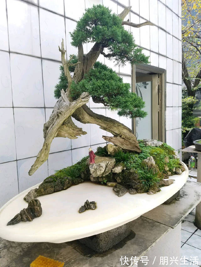 到园艺师家里做客,欣赏到了很多精品盆景,一起来感受盆景的魅力