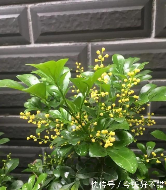 米兰花喜欢受虐,越晒越香,养护简单不费心,度夏很容易